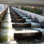 Water flows through a fish ladder at Lower Granite Dam on the Snake River in 2014. (Dean Hare/The Moscow-Pullman Daily News via AP, File)