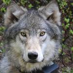 Report: Wolf population increase in eastern Washington not hurting deer numbers