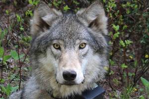 Report: Wolf population increase in eastern Washington not hurting deer numbers