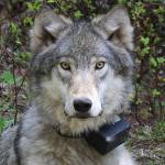 This March 13, 2014, photo provided by the Oregon Department of Fish and Wildlife shows a female wolf from the Minam pack outside La Grande, Ore., after it was fitted with a tracking collar. (Oregon Department of Fish and Wildlife via AP)