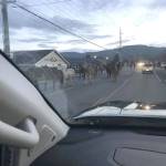 Dean Short snaps a picture of mules running north on Fifth Avenue on Dec. 15. The mules broke free somehow from a pen on Fir Street and were rounded up after about an hour.