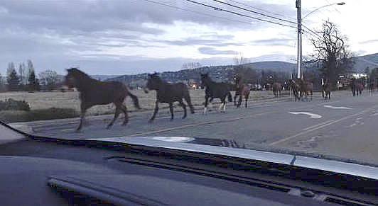Mules from Olympic National Park broke free from their pen Friday, Dec. 15, and began trotting along Sequims streets, including Fifth Avenue. (Michelle Nucci)
