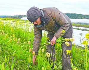 Red Dog Farm owner Karyn Williams gathers tulips that will be brought to the Port Townsend Farmers Market for Earth Day on Saturday. Charlie Bermant/Peninsula Daily News