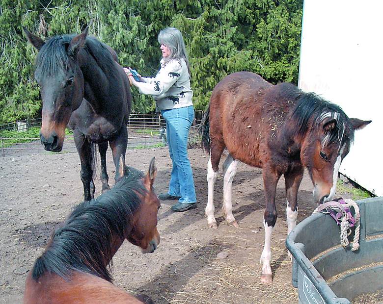 Valerie Jackson of the Olympic Peninsula Equine Network tends to horses Wednesday at a farm near Carlsborg. The horses were seized from their previous owner by the Clallam County Sheriff's Office. Keith Thorpe/Peninsula Daily News