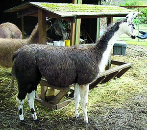 Have you seen her? Melinda the llama was stolen from owner Sara Woodard's backyard off Dan Kelly Road in Joyce. After months of a futile