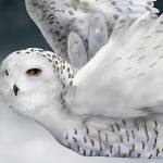 Art and a mystery offered at Sequim Art Walk