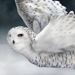 A snowy owl by Jeannine Chappell will be featured in a group show at Blue Whole Gallery.
