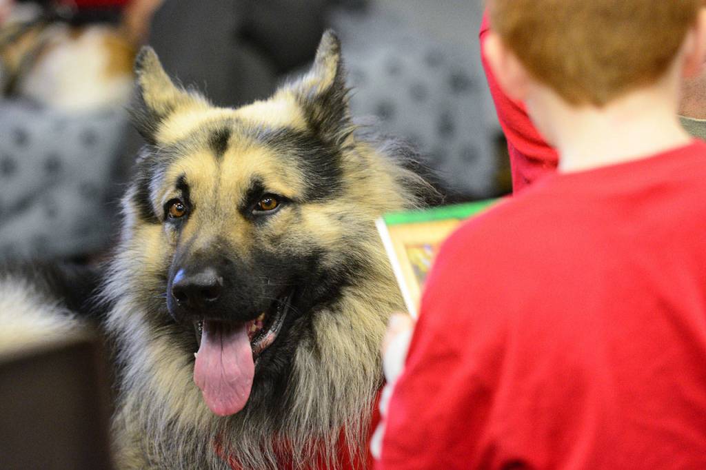 A dog listens as a Chimacum Creek Primary School second-grade student reads Friday. (Jesse Major/Peninsula Daily News)