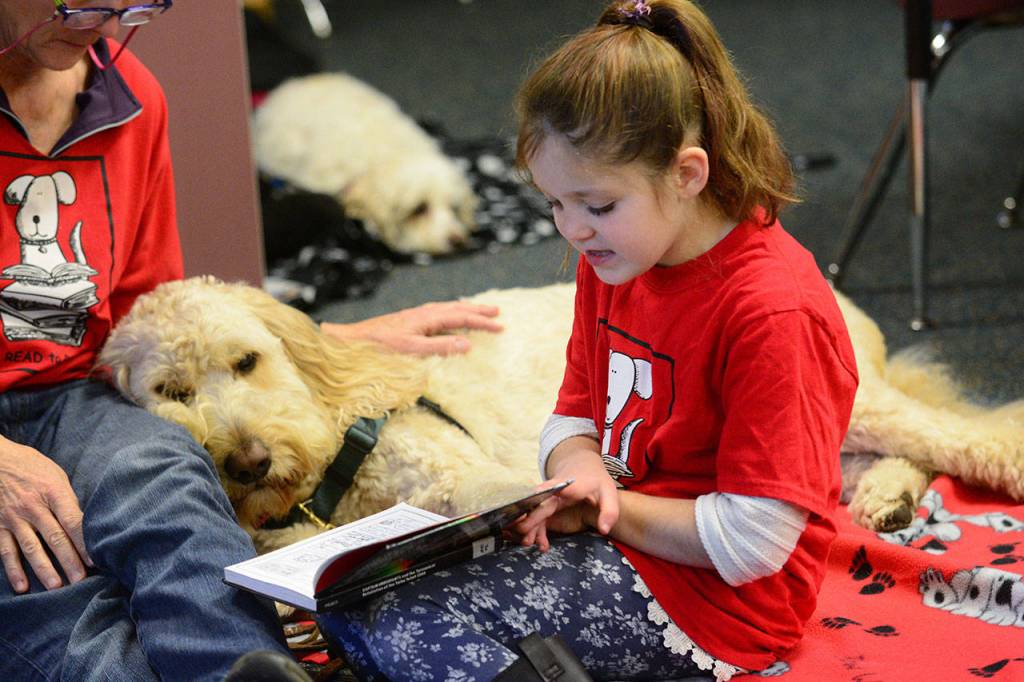 Liliahna Jevne, a second-grade student at Chimacum Creek Primary School, reads to Jake during the Read to Rover program Friday. (Jesse Major/Peninsula Daily News)