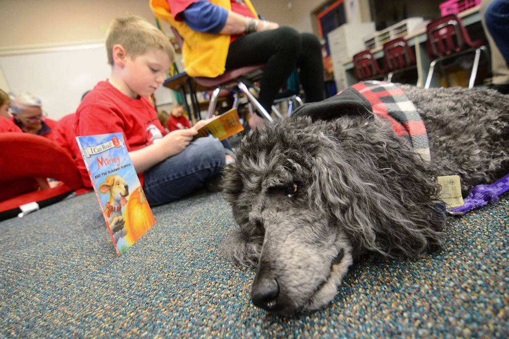 Toby lies on the floor of the Chimacum Creek Primary School as his partner, second-grade student Phoenix Bates, reads to him Friday. (Jesse Major/Peninsula Daily News)