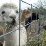 Alpacas, glass work on Sequim tour