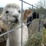 An alpaca munches on hay as 6-year-old Brielle Bates of Sequim tries to get other alpacas to eat from her hand during an open house on Saturday at the Happy Valley Alpaca Ranch south of Sequim. Free tours of the ranch, located at 4629 Happy Valley Road, are available from 10 a.m. to 2 p.m. on Saturdays during January. (Keith Thorpe/Peninsula Daily News)