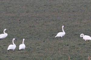Sequim seeing rise in swan population