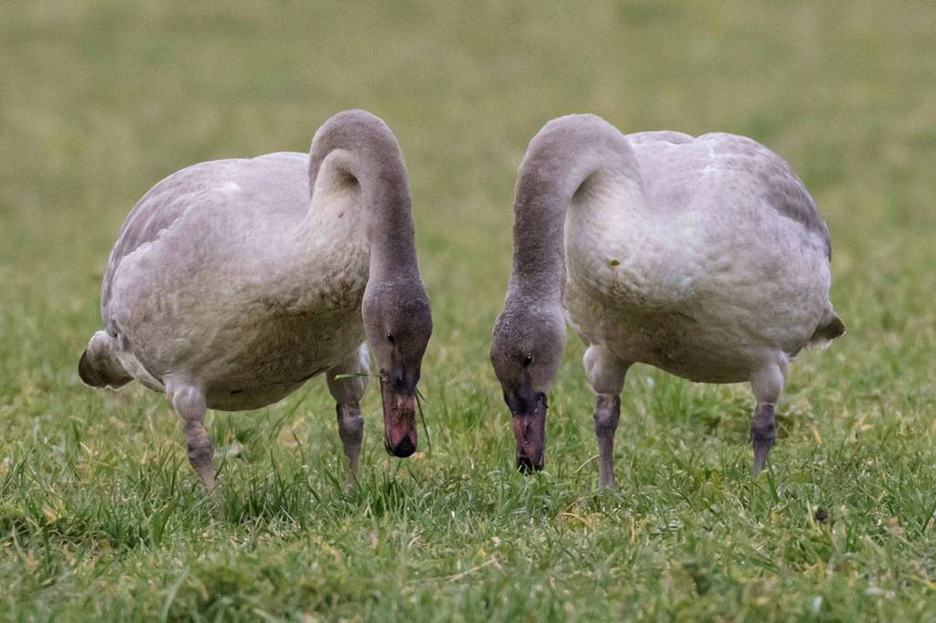 These young swans, or cygnets, look for food in a Sequim-area field. (Ginger and Dan Poleschook)