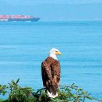 OUTDOORS: Winter great time of year for birding on the North Peninsula