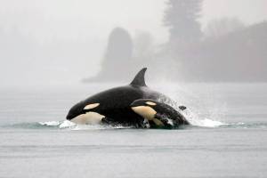 Orca Protection Act aims to protect orcas