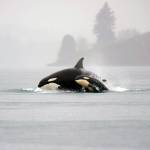 Puget Sound orcas surface near Tacoma. (Mike Charest via Flickr)