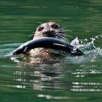 A harbor seal holds an Atlantic salmon, an escapee from Cook Aquacultures fish farm, near Cypress Island on Aug. 21. Thousands of non-native fish got loose when the fish farms net pen broke on Aug. 19. This photo was taken by Annie Thomas, a Western Washington University student from Maltby.