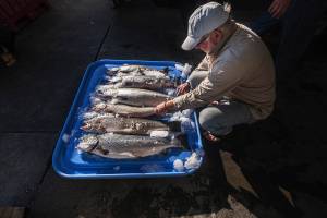 Cooke fined $332,000 for salmon release
