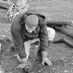 Volunteers set out native plants on new beach