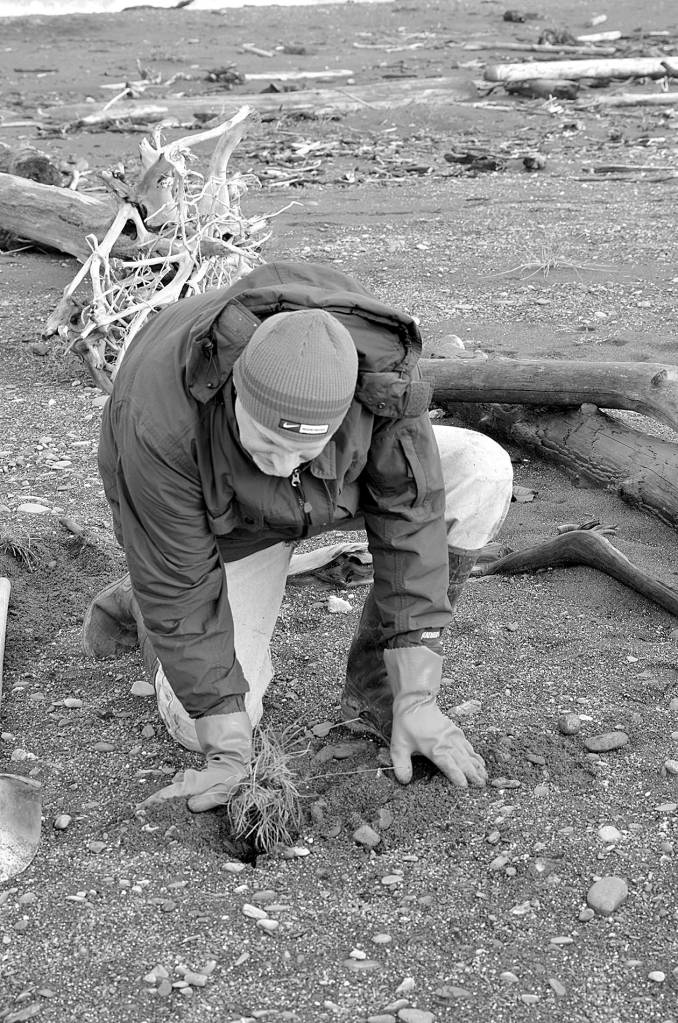 Volunteers set out native plants on new beach