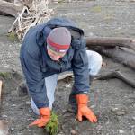 Volunteers set out native plants on new beach