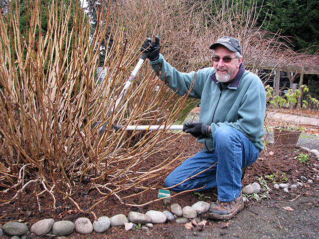 Master Gardener Keith Dekker presents Pruning Year Round on Thursday in Port Angeles, part of the Clallam County Master Gardener Green Thumb Garden Tips educational series.