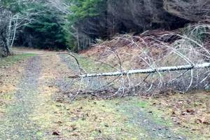 WEST END NEIGHBOR: What to do when the trees fall