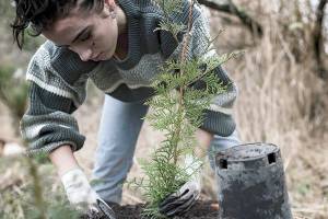 Thousands more trees planted on Tarboo Creek during Plant-A-Thon