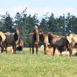 Sequims elk herd, seen here in 2013, reached about 100 total elk about 10 years ago before local farmers found the numbers were too large and hurt local crop production. State Department of Fish and Wildlife staff said the herd needs to be thinned again. (Jay Cline)