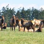 State says Sequim elk herd numbers being thinned due to causing local crop damage