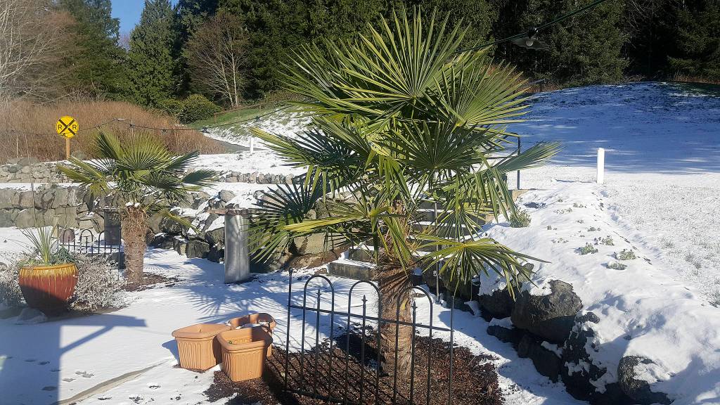 A GROWING CONCERN: A little cold makes for a hardy plant