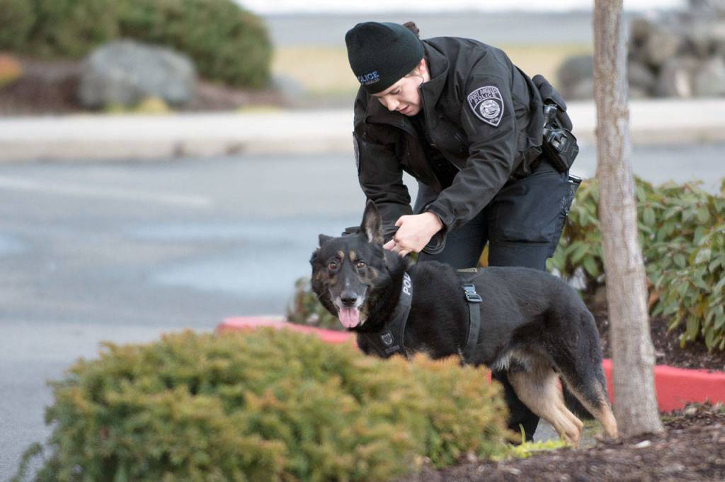 Port Angeles Police Officer Whitney Fairbanks works with Police Service Dog Bogey in Sequim on Sunday. (Jesse Major/Peninsula Daily News)