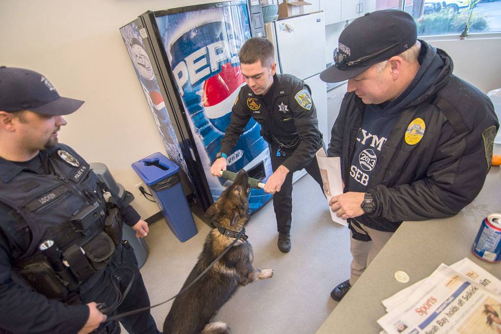 From left, Olympia Police Department Officer Levy Locken, Grays Harbor Sheriffs Deputy Justin Rivas and Port Angeles Police Department Sgt. Kevin Miller, interact with Police Service Dog Cooper before starting training in Sequim on Sunday. (Jesse Major/Peninsula Daily News)