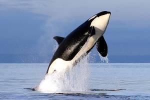 New state directive aims to help endangered orcas