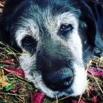 Stolli the dog died on Aug. 31, 2016, but Sequim residents came together to fund a statue to place by the dogs favorite spot in front of her familys business. (Teresa Cassidy)