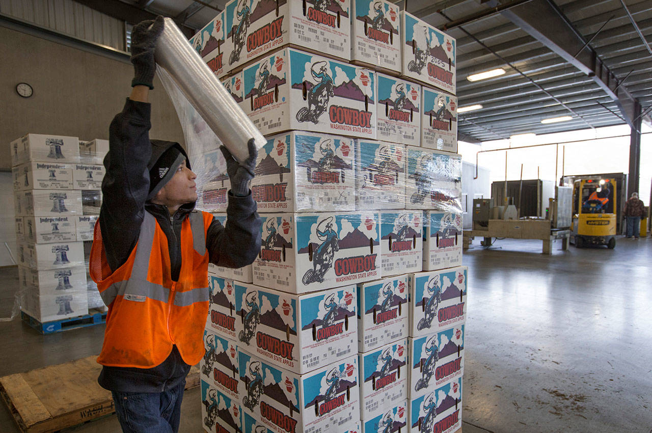 In this file photo taken Feb. 25, 2015, Ernesto Cuevas wraps plastic around a pallet of Fuji apples at Washington Fruit and Produce Co. in Yakima. (Gordon King/Yakima Herald-Republic via AP)
