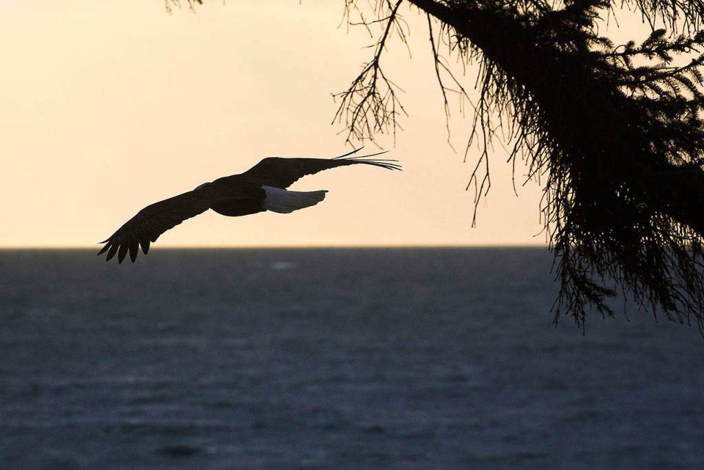 A bald eagle soars in the Dungeness National Wildlife Refuge on Monday. (Jesse Major/Peninsula Daily News)