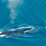Cool jazz: Bowhead whales improvise when singing, study says