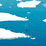 Cool jazz: Bowhead whales improvise when singing, study says