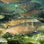 Season proposals for Marine Areas 5, 6, 9 and 12, plus a five-page listing of Puget Sound freshwater fisheries are available and public comment will be accepted through Sunday. (NOAA)