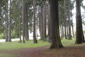 Port Angeles City Council looks to regain Tree City USA designation