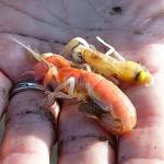 State denies Willapa Bay oyster growers’ request to use pesticide