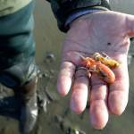 In this May 1, 2015, file photo, Eric Hall, a manager for Taylor Shellfish, displays a couple of burrowing shrimp he helped dig out of the mud below his feet at low tide in Willapa Bay near Tokeland. (Elaine Thompson/The Associated Press)