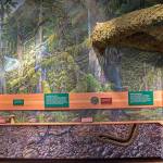 The news exhibits examine the Hoh Rain Forest ecosystem from the canopy down into the soil.