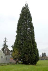 This sequoia tree on the west side of Lions Park in Port Angeles is slated for removal because of damage it has caused to a nearby driveway and house foundation. (Keith Thorpe/Peninsula Daily News)