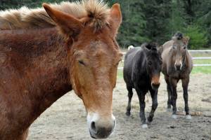 National park’s mules corraled near Madison Falls since Olympic Hot Springs Road closed