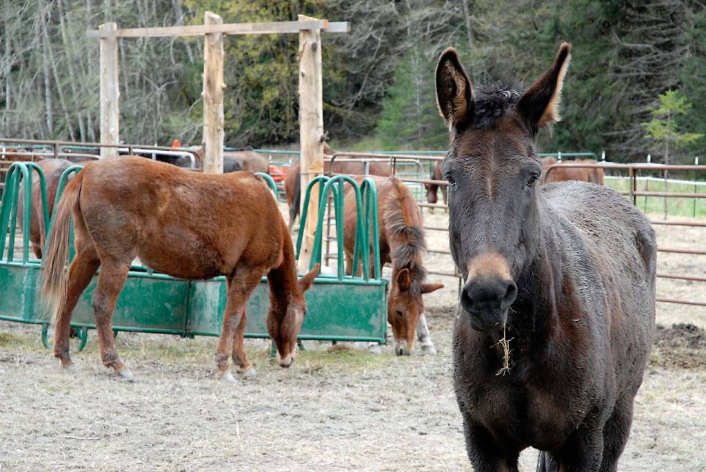 Mules wait to be fed in their Sweets Field corral. (Keith Thorpe/Peninsula Daily News)