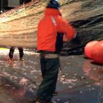 Pyrosome population again venturing north of California