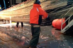 Pyrosome population again venturing north of California